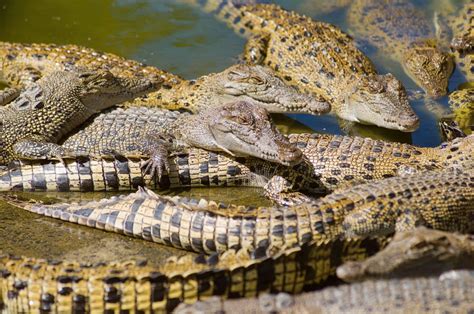 crocodile farm singapore hermes|Hermes crocodile farms.